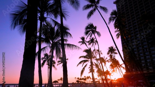 ヤシの木　夕暮れ