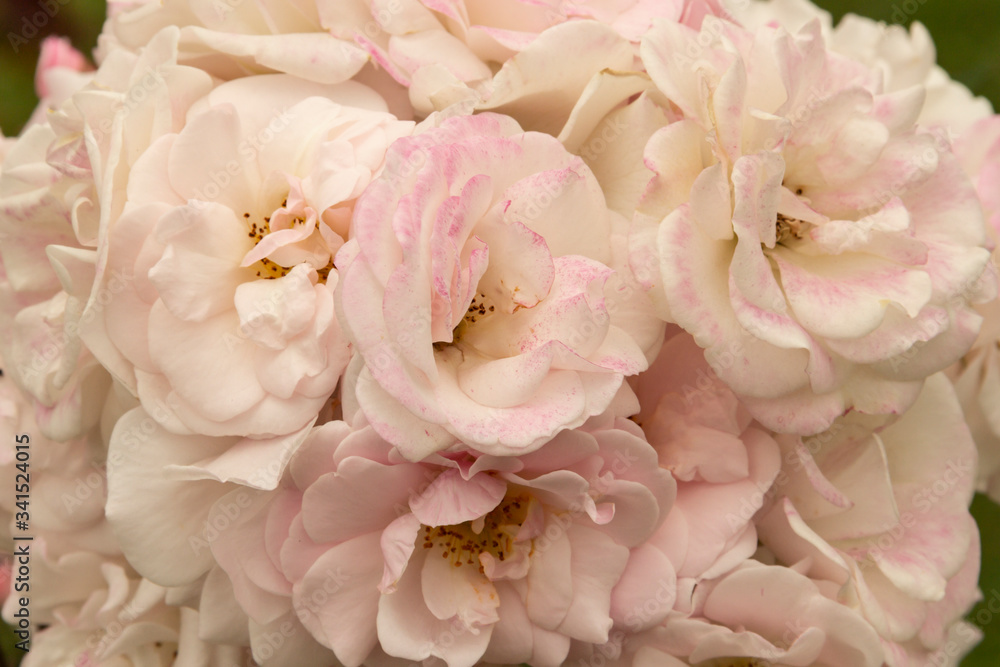 Rosas. Flores de jardín. Flores que evocan amor y amistad. Recursos gráficos muy usados en el Día de la Madre, San Valentín y para ocasiones especiales. Rosas. Flores de jardín. Flores que evocan amor y amistad. Recursos gráficos muy usados en el Día de la Madre, San Valentín y para ocasiones especiales.