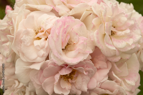 Rosas. Flores de jardín. Flores que evocan amor y amistad. Recursos gráficos muy usados en el Día de la Madre, San Valentín y para ocasiones especiales. 