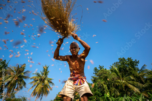 farmer threshing rice,Farmer manual harvest rice,countryside,Vietnam,