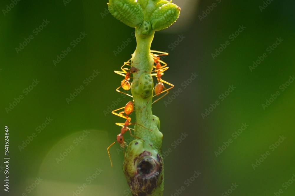 Red ants on long yard bean plant with green blurred background Red ants on long yard bean plant with green blurred background