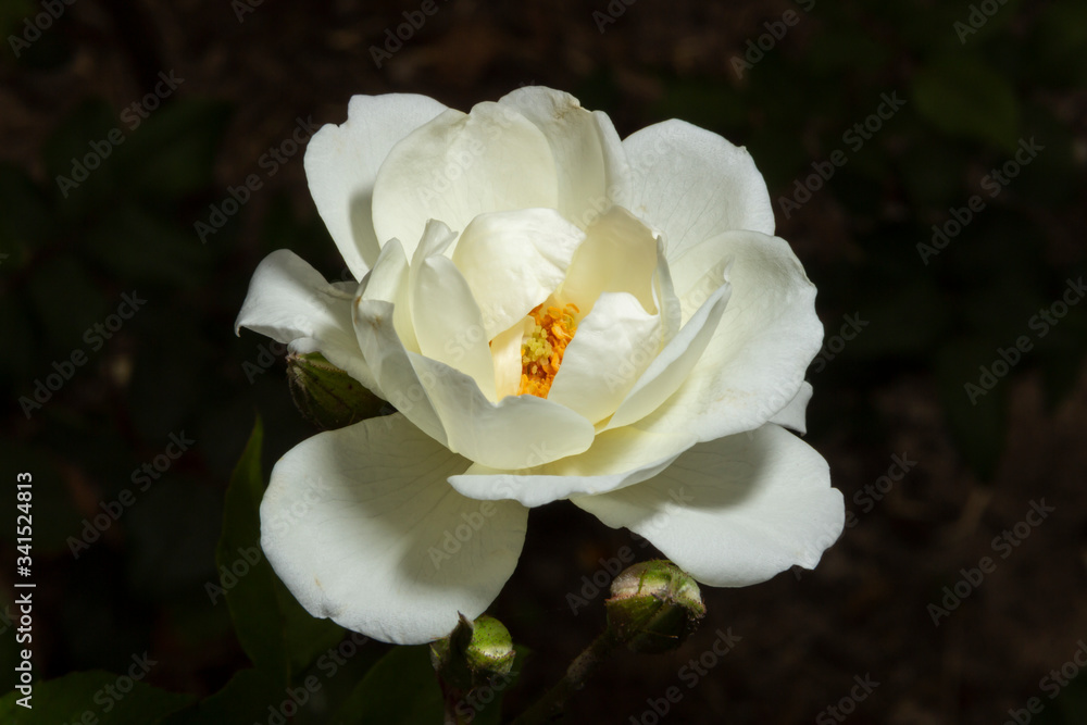 Obraz premium Rosas. Flores de jardín. Flores que evocan amor y amistad. Recursos gráficos muy usados en el Día de la Madre, San Valentín y para ocasiones especiales. 