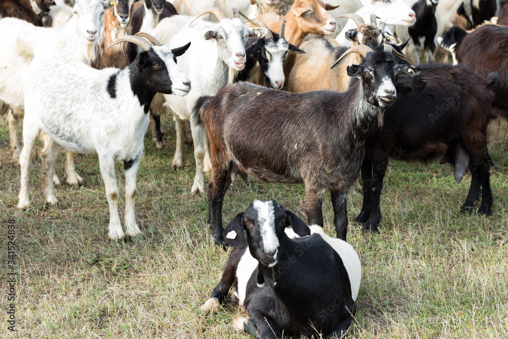 Sheep and goats graze on green grass in spring Sheep and goats graze on green grass in spring