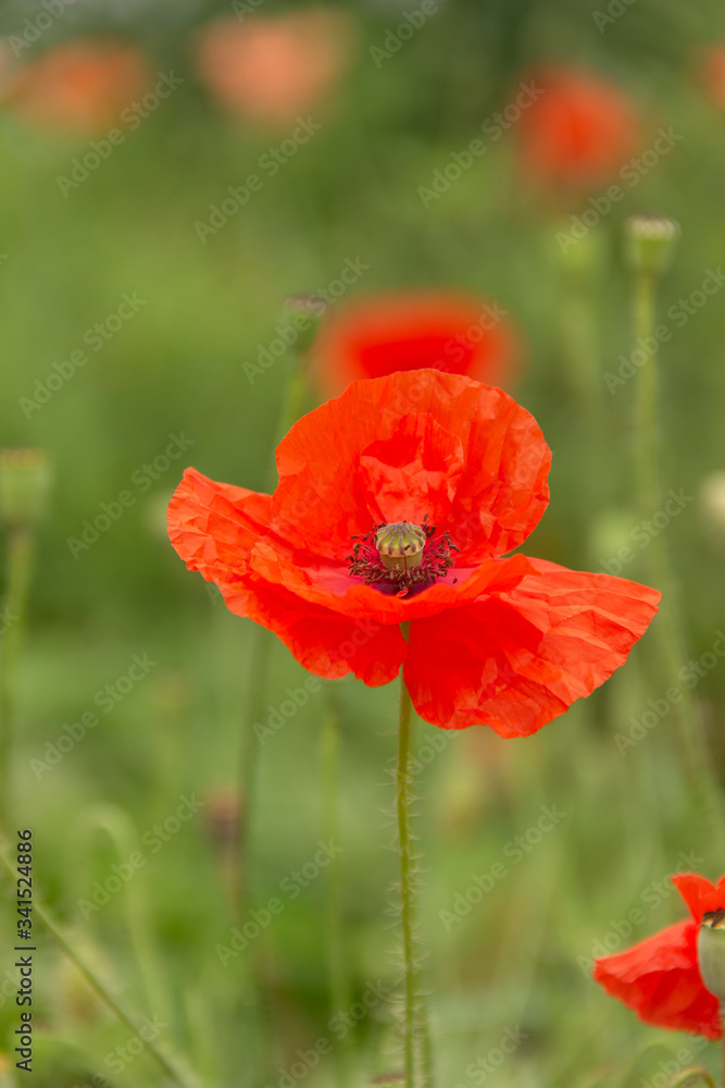 Amapola roja. Flores de jardín. Un conjunto de flores o flores individuales que evocan amor y amistad. Amapola roja. Flores de jardín. Un conjunto de flores o flores individuales que evocan amor y amistad.