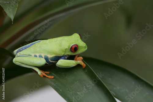 Red-eyed Green Tree Frog on Tropical Plant © Dennis Donohue