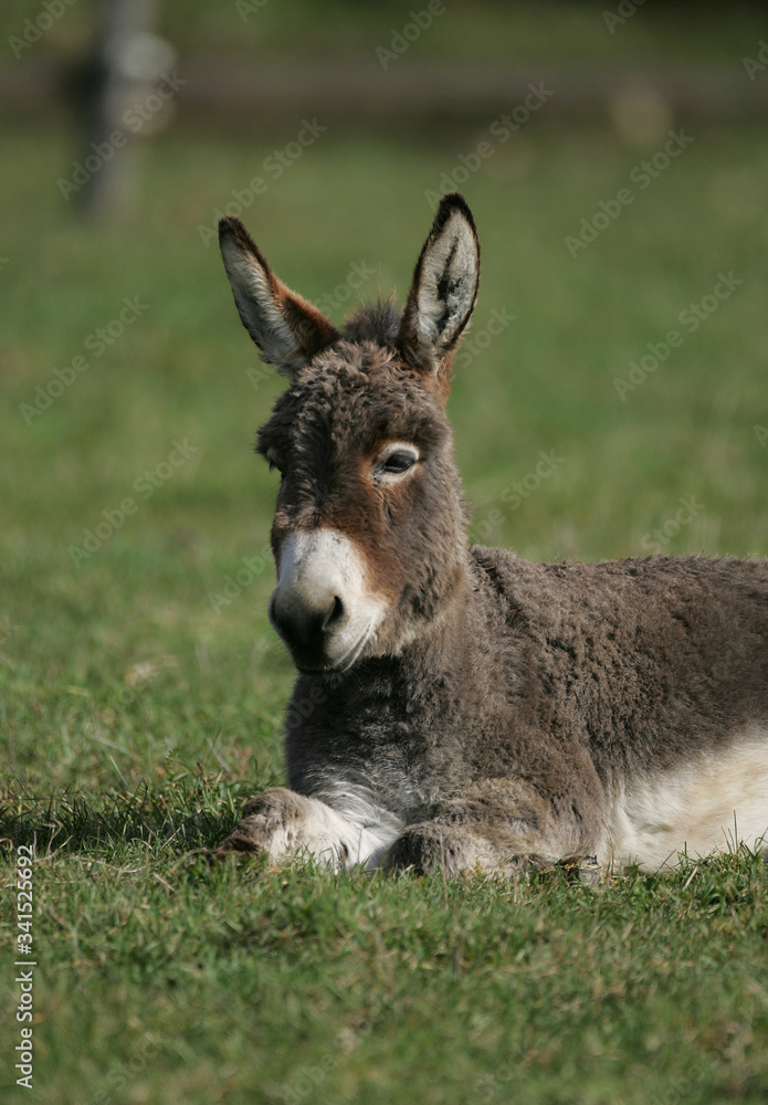 Miniature Mediterranean donkey on a farm Miniature Mediterranean donkey on a farm