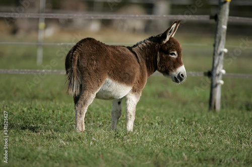 Miniature Mediterranean donkey on a farm