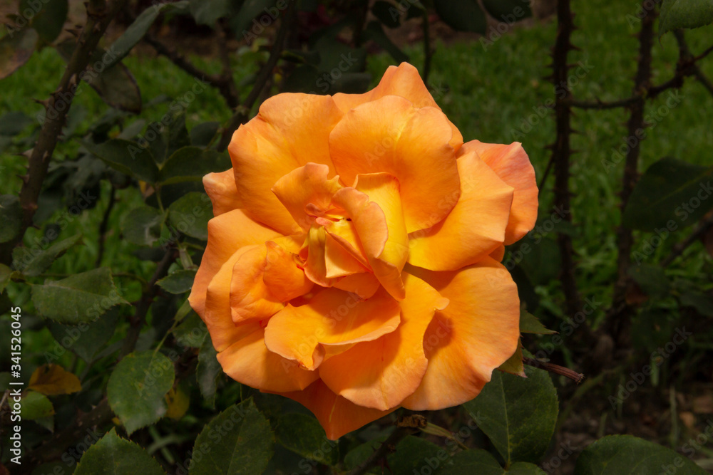 Rosas. Flores de jardín. Flores que evocan amor y amistad. Recursos gráficos muy usados en el Día de la Madre, San Valentín y para ocasiones especiales. Rosas. Flores de jardín. Flores que evocan amor y amistad. Recursos gráficos muy usados en el Día de la Madre, San Valentín y para ocasiones especiales.