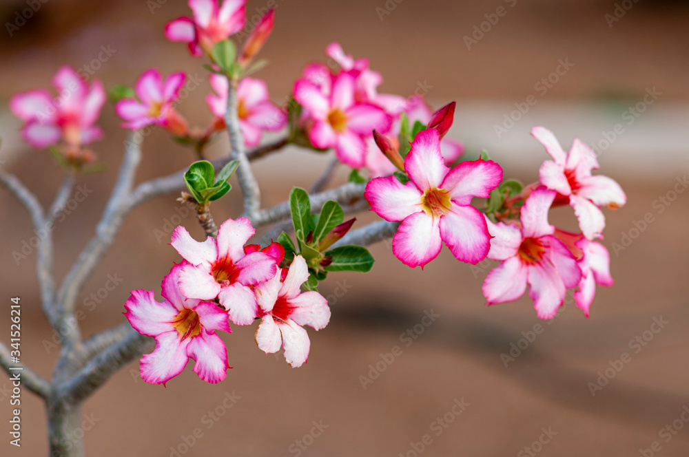 Obraz premium Flor del desierto