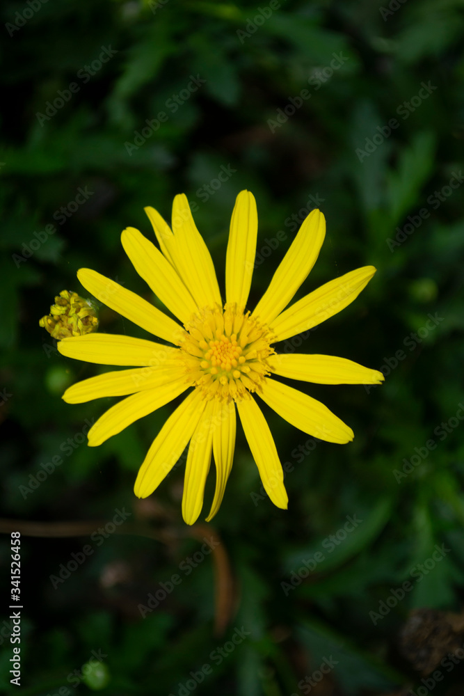 Close up of small wild yellow flower with blurred background Close up of small wild yellow flower with blurred background