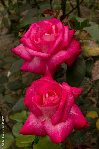 Rosas. Flores de jard  n. Flores que evocan amor y amistad. Recursos gr  ficos muy usados en el D  a de la Madre  San Valent  n y para ocasiones especiales. 