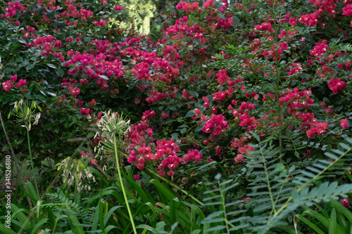 Garden with pink bougainvillea flowers