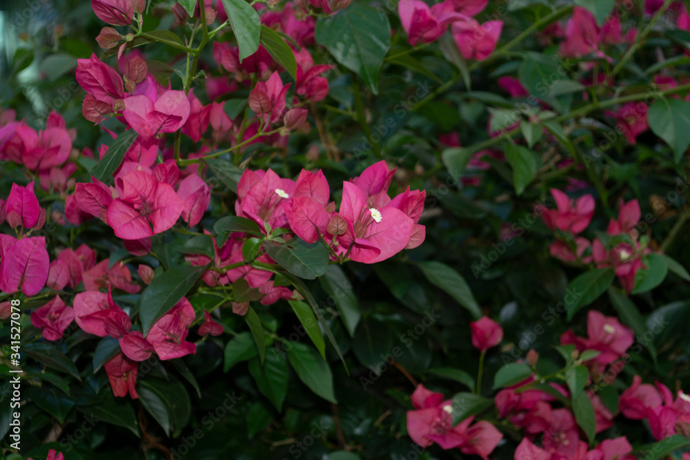 Detail of branches with pink bougainvillea flowers