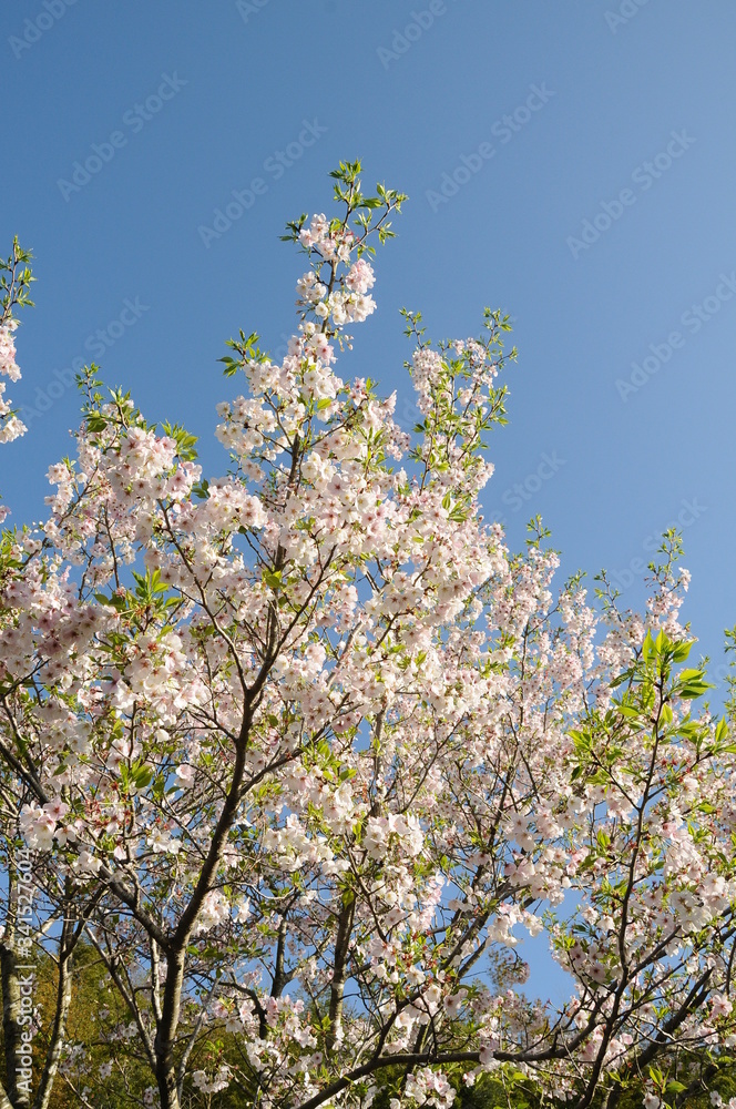 桜 鹿児島県出水市高川ダム湖 桜 鹿児島県出水市高川ダム湖
