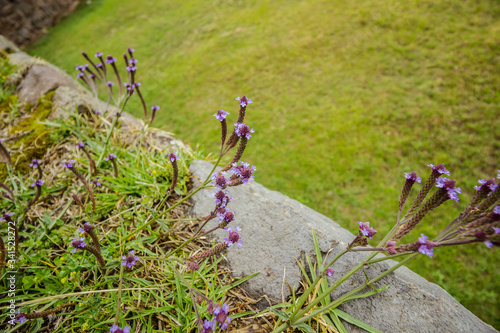 many small purple flowers grow in a stone wall garden