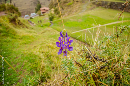 bluebonnet grows on a green field surrounded by plants and branches