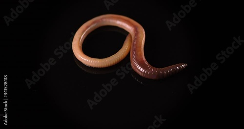 Close up of red earthworm on a black background. Night crawler creeping in slow motion. photo