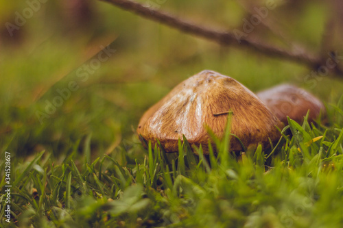close-up of a brown mushroom surrounded by green grass