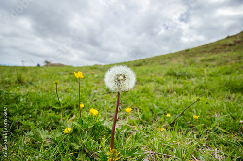 dandelion growing in a green field surrounded by yellow flowers and cloudy sky