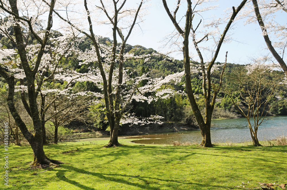 桜 鹿児島県出水市高川ダム湖のさくら 桜 鹿児島県出水市高川ダム湖のさくら