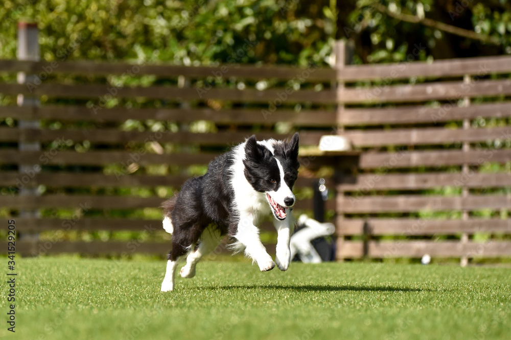 Fototapeta premium ドッグランで遊ぶボーダーコリー