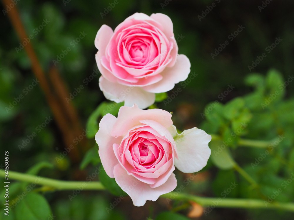 The beautiful roses in my garden bloom in the morning sun.