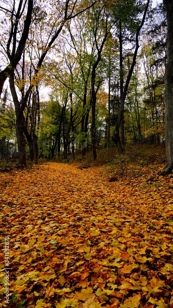 Obraz premium Fall leaves cover ground and pathway