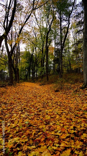 Fall leaves cover ground and pathway