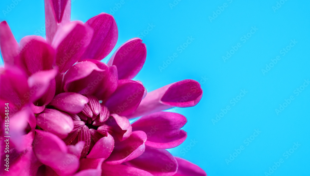 macro photo of a red chrysanthemum on a blue background in the corner of the frame with space for text