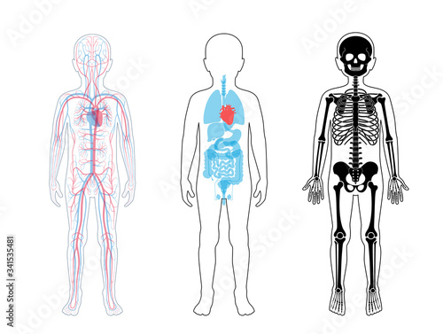 Internal structure of human child body

