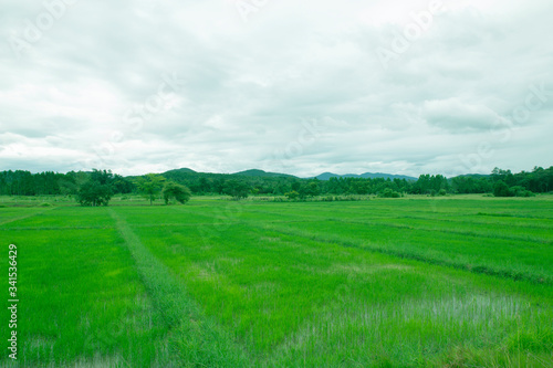 lush green paddy fields, vast. Sky with mountains in the background. © jamroenjaiman