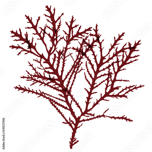 This is a red algae in the sea.