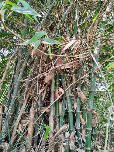 Photography Bamboo Forest Images, Stock Photos