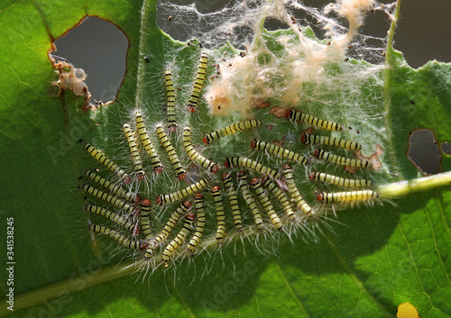 Coloni Caterpillars photo