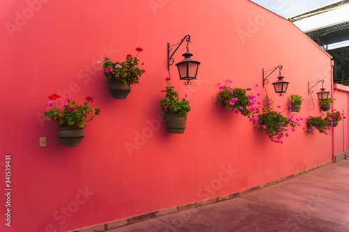 Pink wall with hanging flower pots in a sunny day, Ica Peru Hacienda Tacama photo