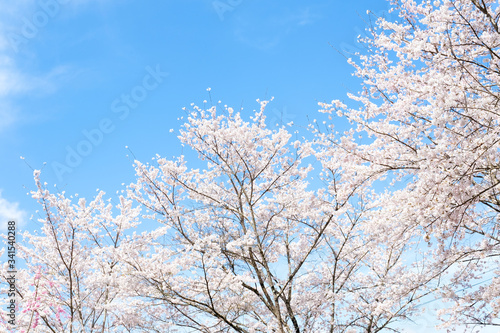 満開の桜 日本の春の景色