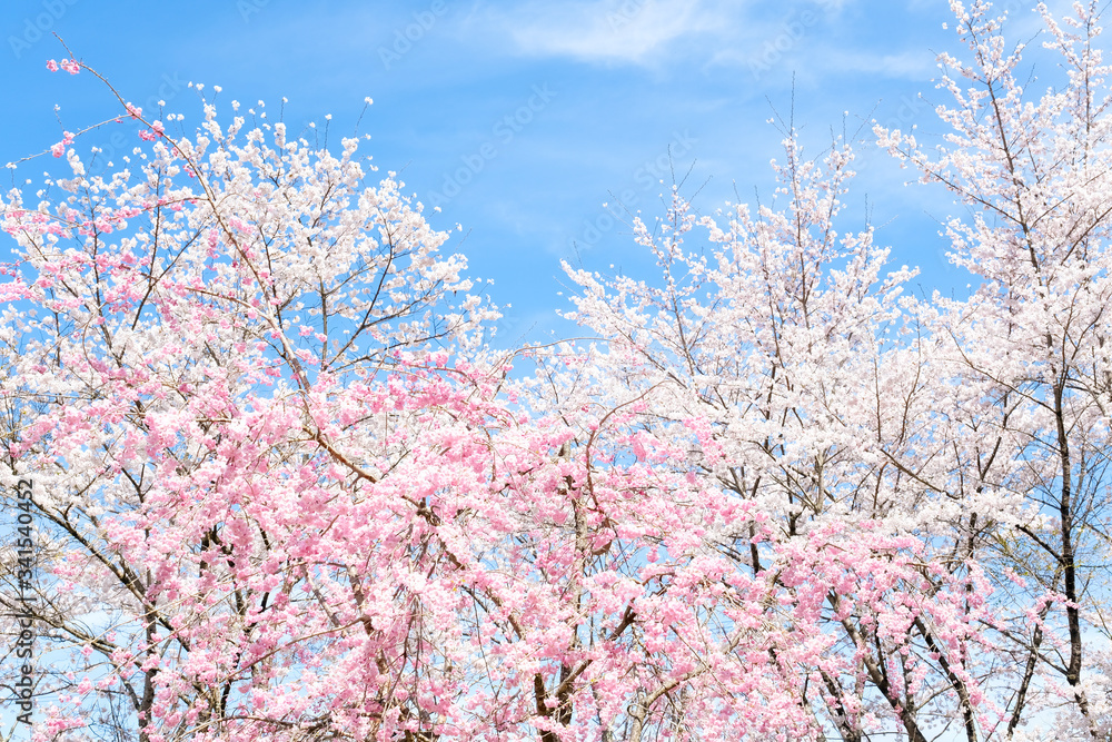 満開の桜　日本の春の景色