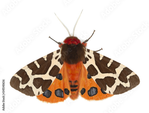 Garden tiger moth, Arcrtia caja isolated on white background photo