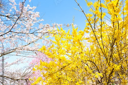 満開の桜 日本の春の景色