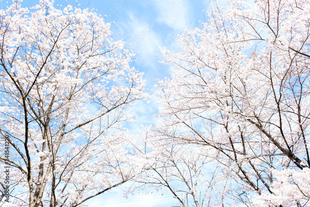 満開の桜 日本の春の景色 満開の桜 日本の春の景色