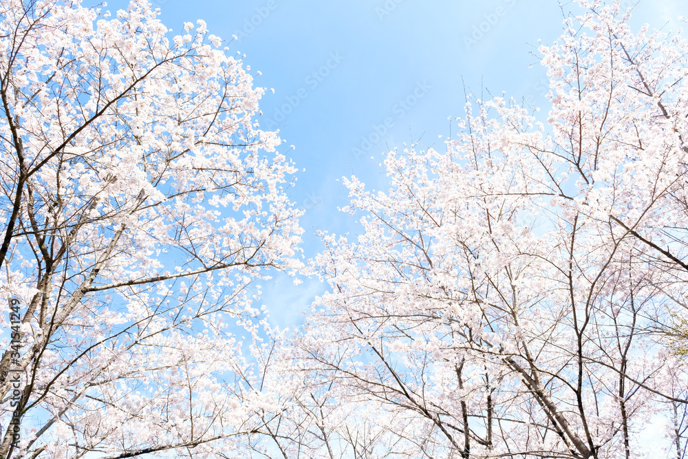 満開の桜　日本の春の景色