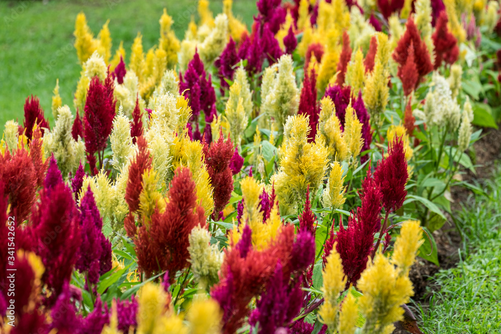 Bunches of red petals Cockscomb flower or Crested celosia blossom on blurry background close up photo, selective focus Bunches of red petals Cockscomb flower or Crested celosia blossom on blurry background close up photo, selective focus