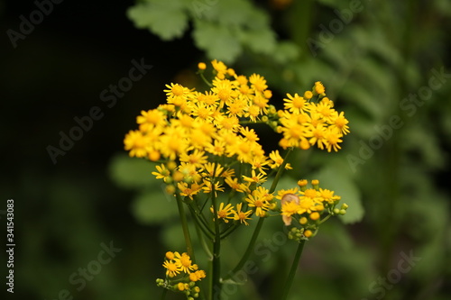 springs yellow flowers in garden