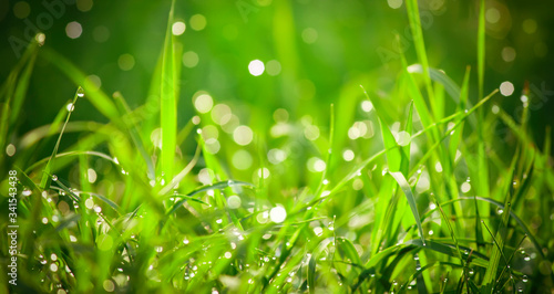 Beauty backgrounds with foliage, green grass, dew drops and bokeh, banner with copy space