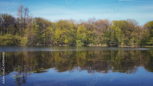 Spring trees reflected in water in germany