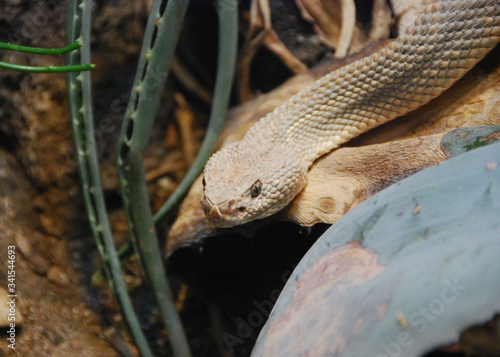 Venomous snake hunting for food