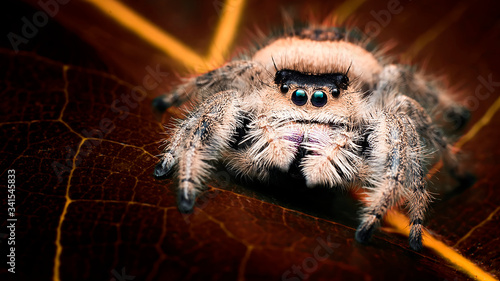 Fotografia, Obraz Jumping Spider Phidippus Regius Female - Amazing Macro Photo Series
