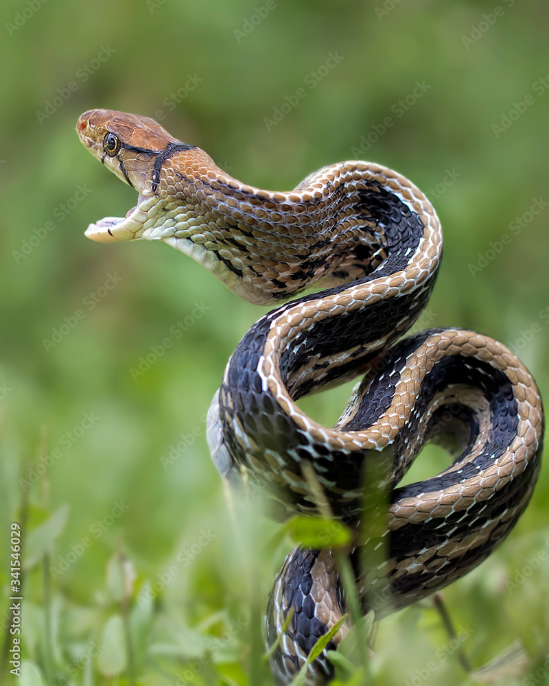 Fototapeta premium Javanese Snake Elaphe Radiata - Amazing Animal Reptile Photo Series