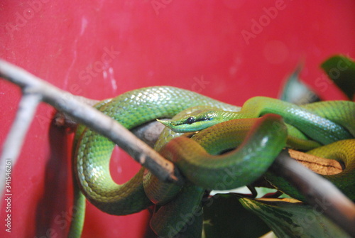 Green snake with horn