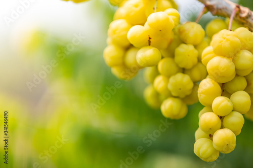 Fresh star gooseberry fruits ready to eat on the tree .